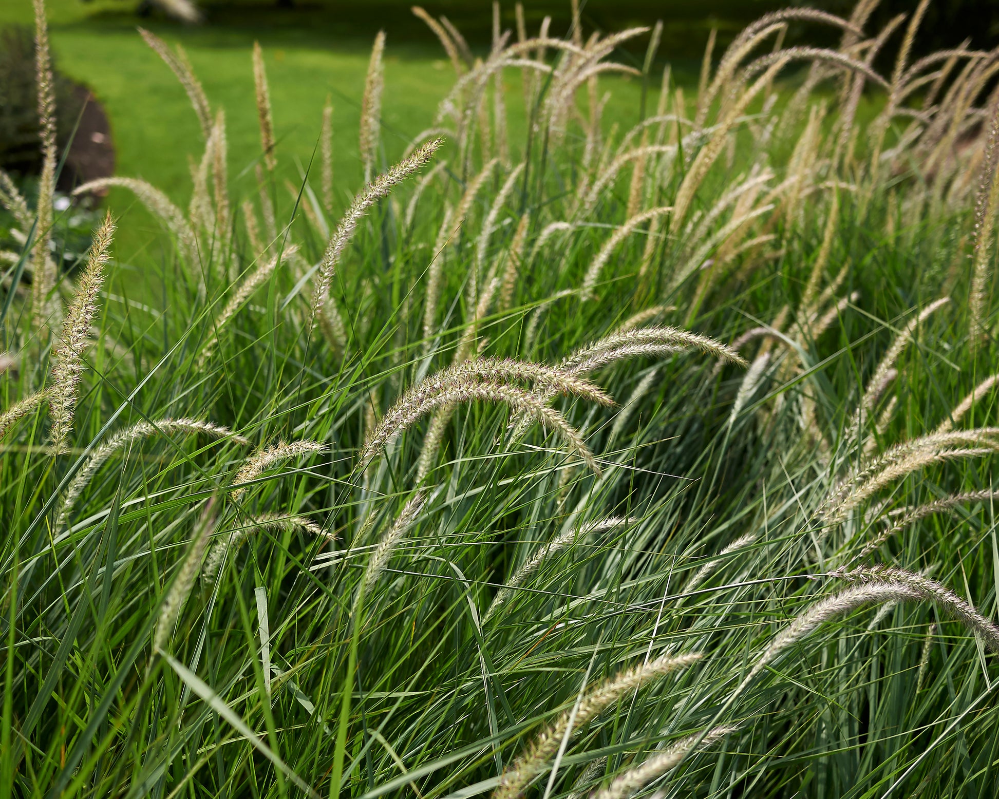 Pennisetum Orientale Fairy Tails Bare Roots Buy Fountain Grass pennisetum-orientale-fairy-tails-bare-roots-buy-fountain-grass