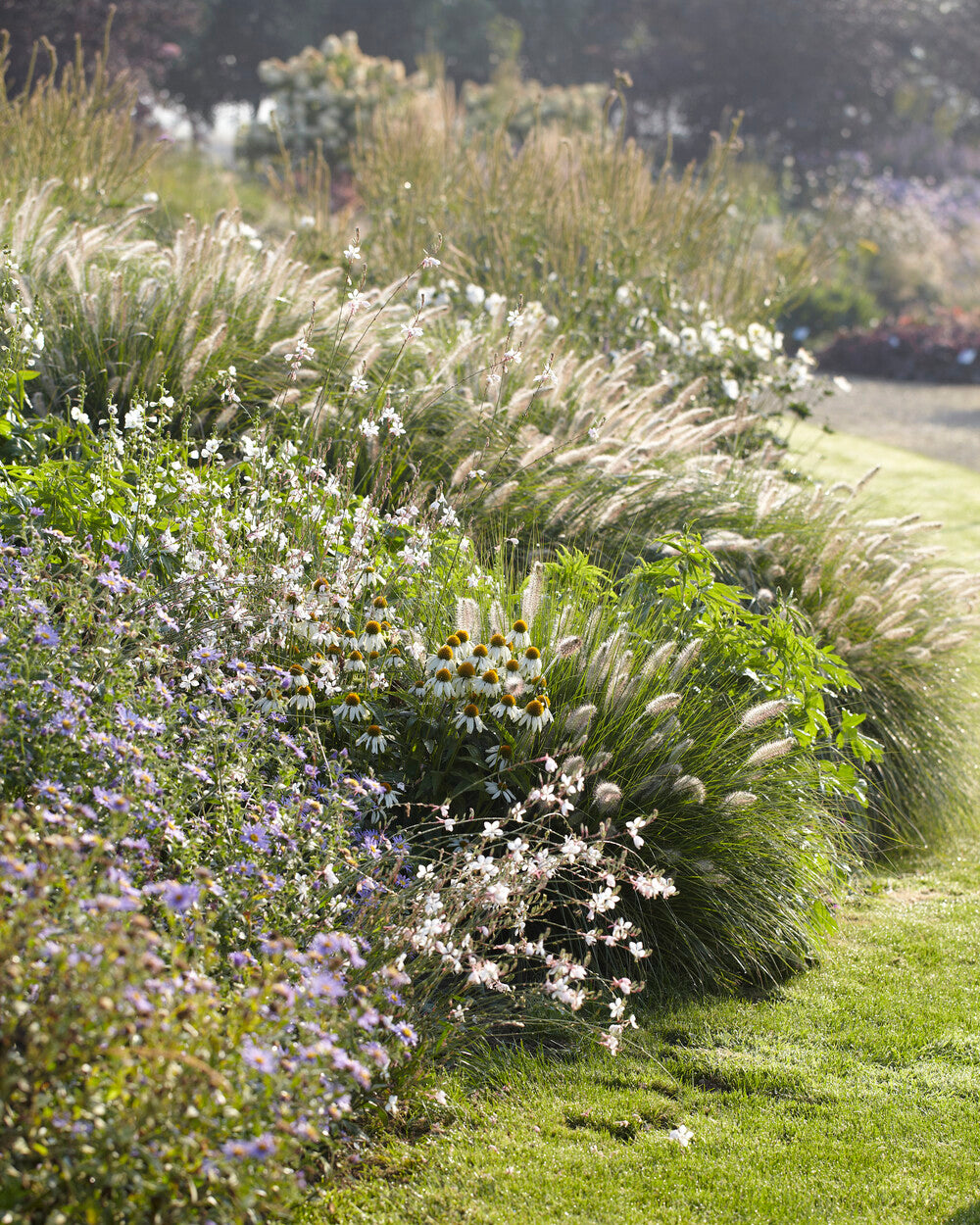Pennisetum Orientale Fairy Tails Bare Roots Buy Fountain Grass pennisetum-orientale-fairy-tails-bare-roots-buy-fountain-grass