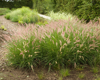 Pennisetum 'Flamingo'