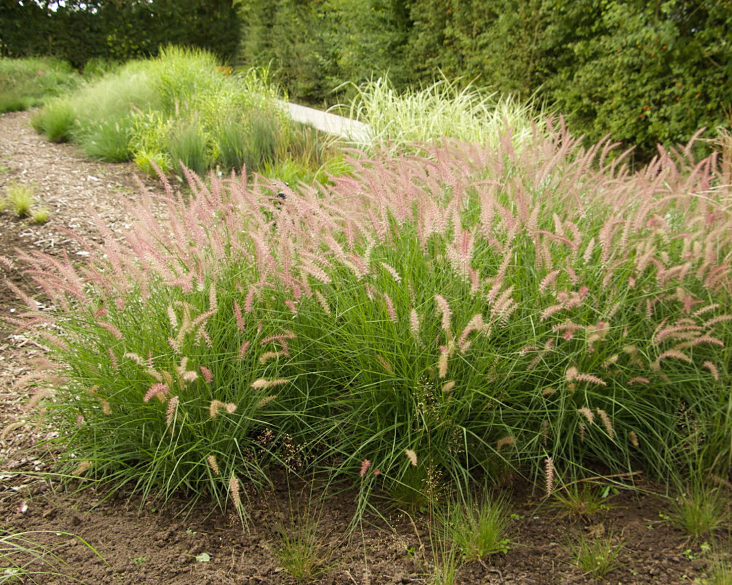 Pennisetum orientale 'Flamingo' bare roots | Buy pink fountain grass ...