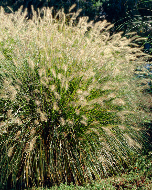 Pennisetum 'Hameln'