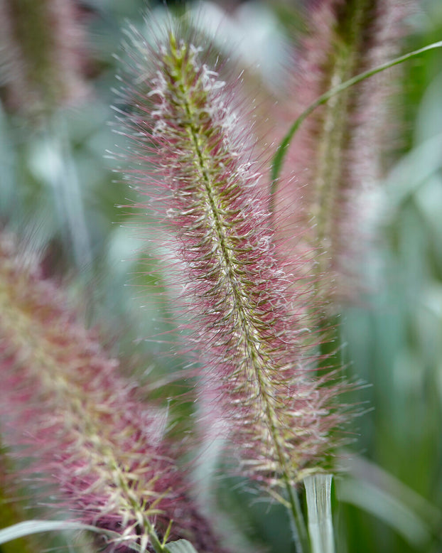 Pennisetum 'Hameln'