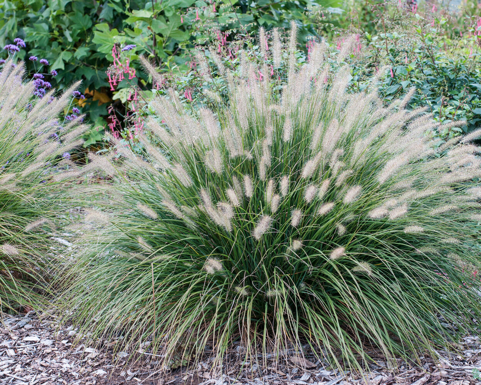 Pennisetum 'Hameln'