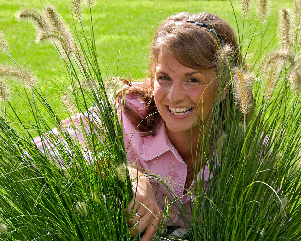 Pennisetum 'Hameln'