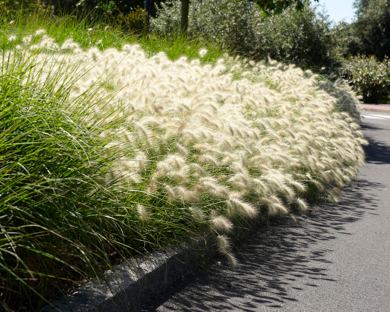 Penicitum Pennisetum alopecuroides 'Hameln' bare roots | Buy Chinese fountain ...