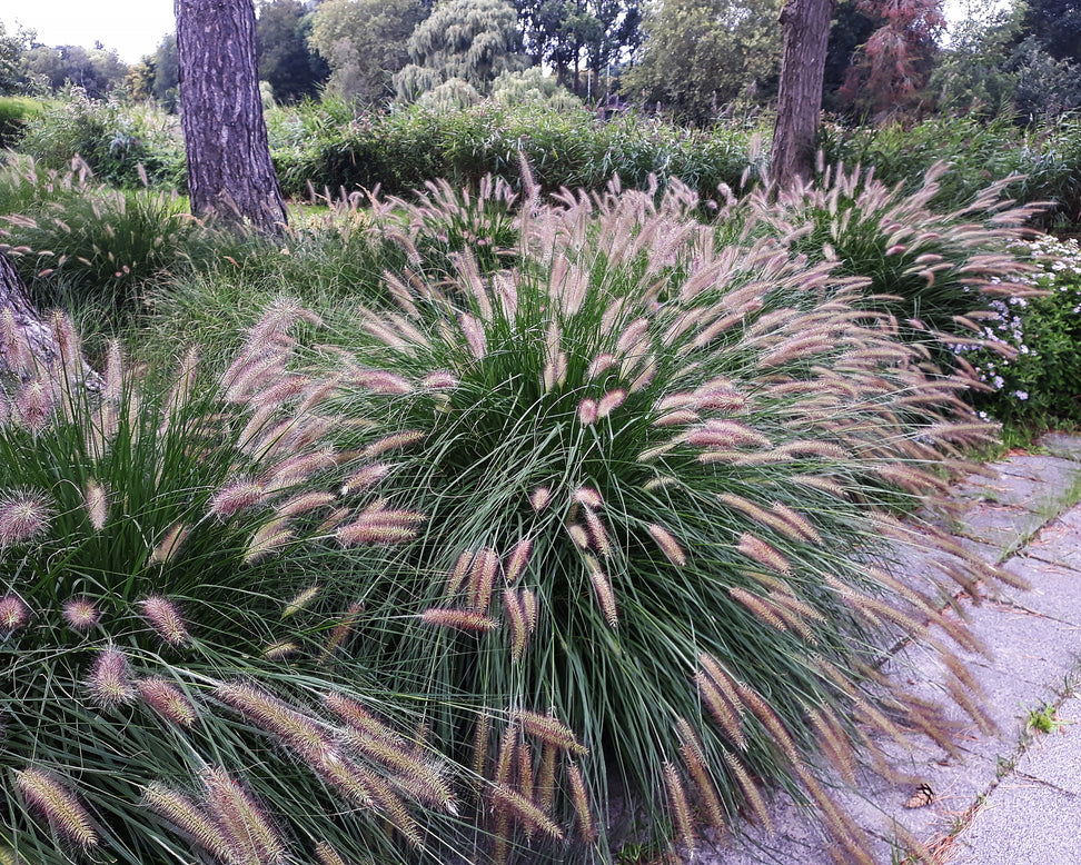 Pennisetum 'Hameln'