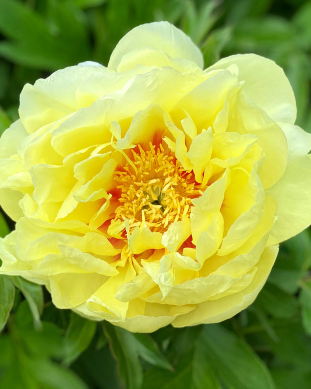 Paeonia 'Bartzella'