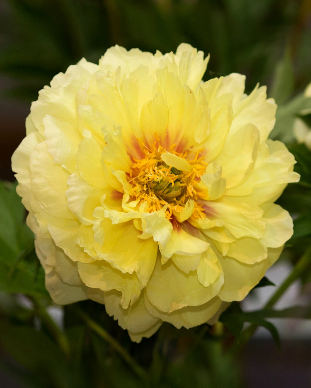 Paeonia 'Bartzella'