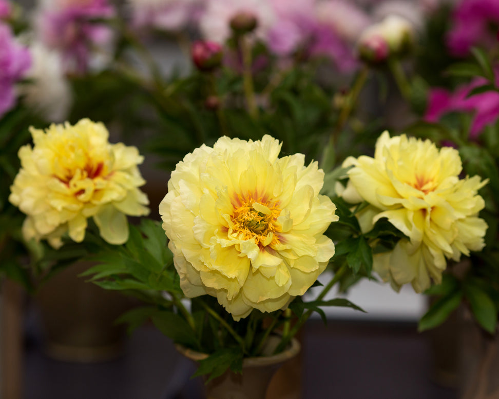 Paeonia 'Bartzella'