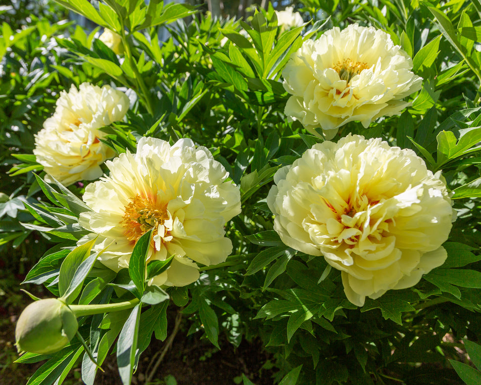 Paeonia 'Bartzella'