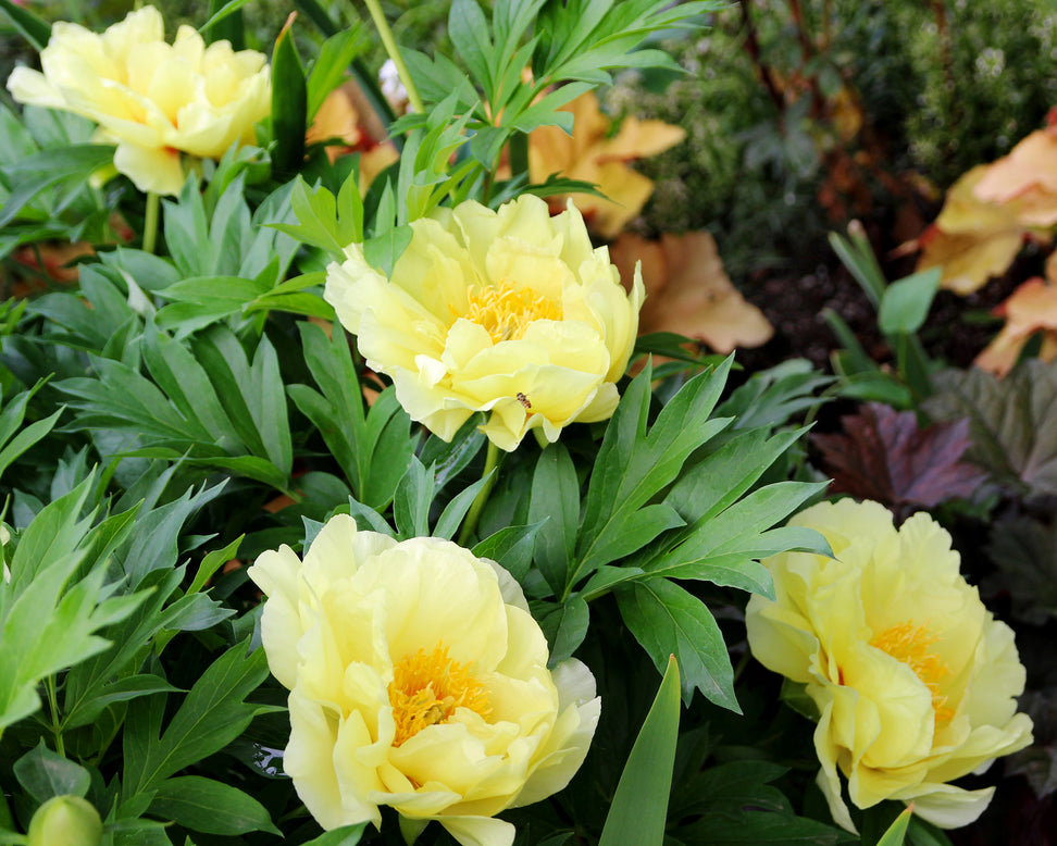 Paeonia 'Bartzella'