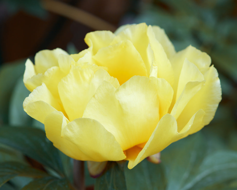 Paeonia 'Bartzella'