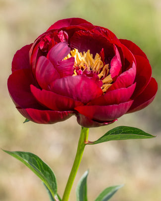 Paeonia 'Buckeye Belle'