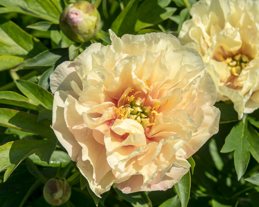 Paeonia 'Canary Brilliants'