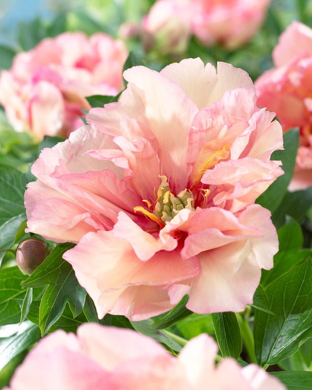Paeonia 'Canary Brilliants'