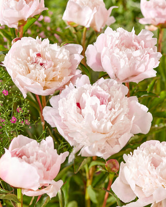 Paeonia 'Immaculée'