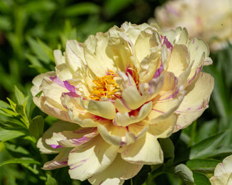 Paeonia 'Lollipop'