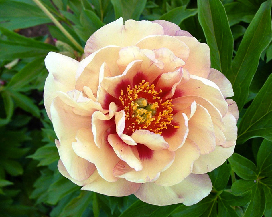 Paeonia 'Magical Mystery Tour'