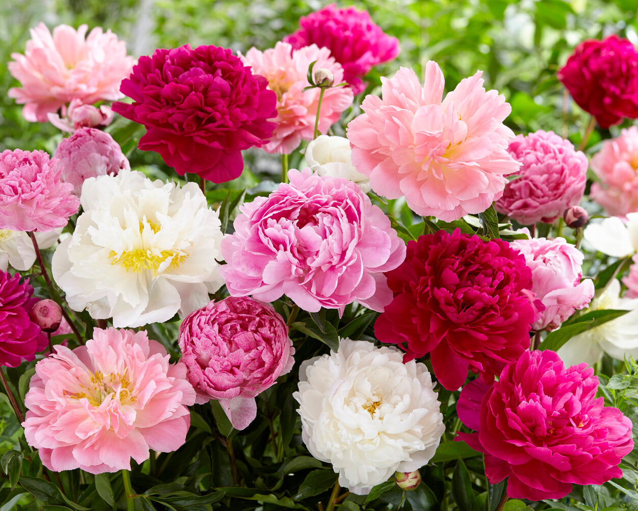 Paeonia collection 'Colourburst' bare roots — Buy mixed peonies online ...