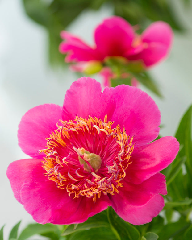 Paeonia 'Anemoniflora'