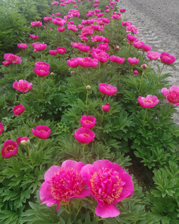 Paeonia 'Anemoniflora'