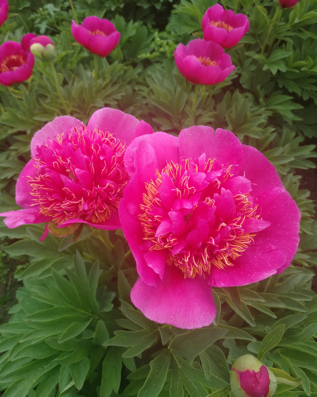 Paeonia 'Anemoniflora'