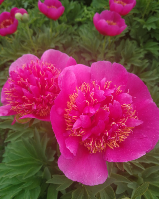 Paeonia 'Anemoniflora'