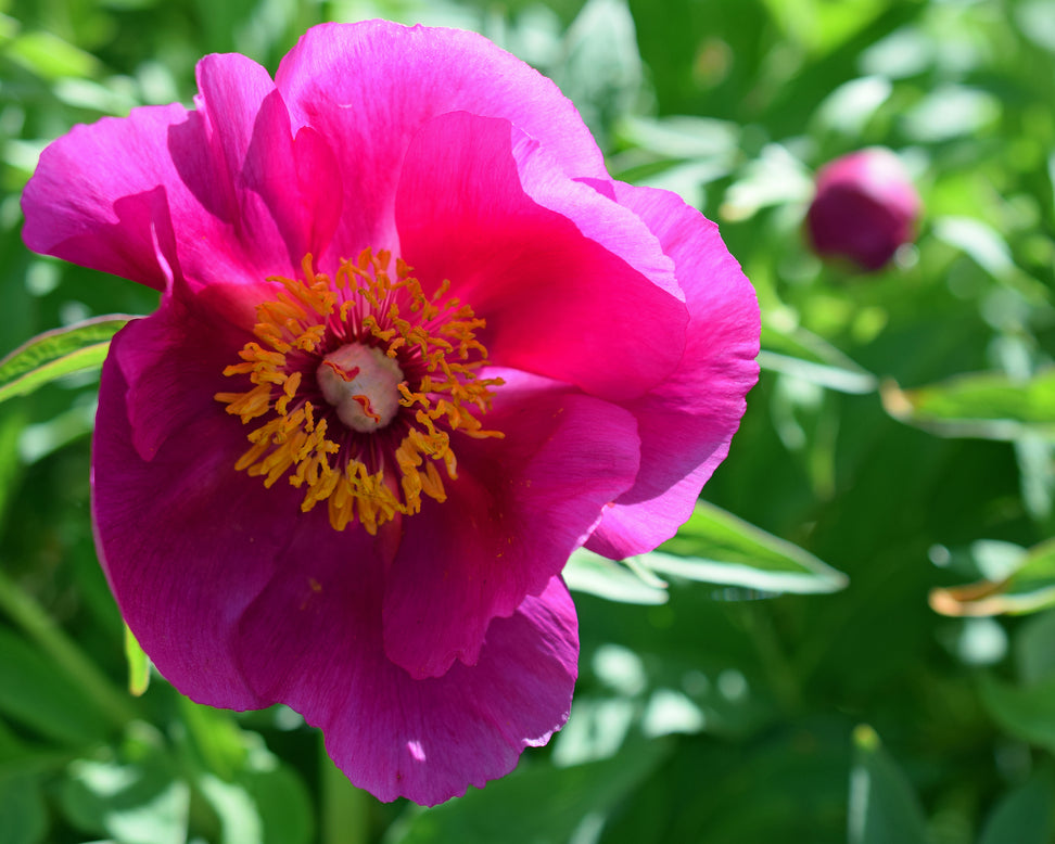 Paeonia 'Anemoniflora'