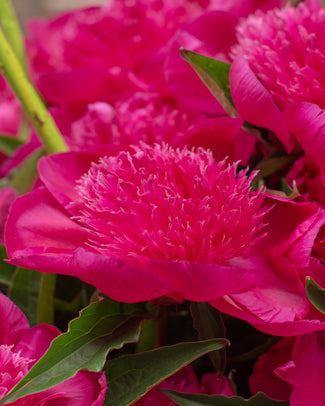 Paeonia 'Purple Spider'