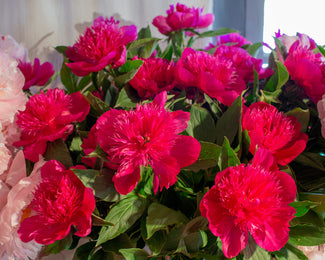 Paeonia 'Purple Spider'