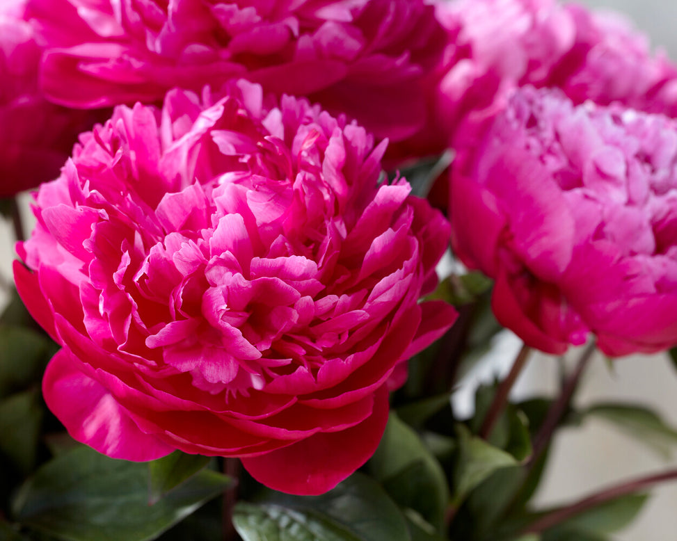 Paeonia 'Red Sarah Bernhardt'