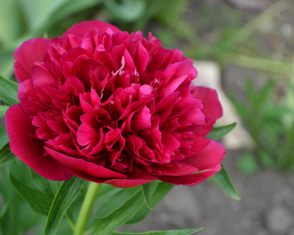 Paeonia 'Red Sarah Bernhardt'