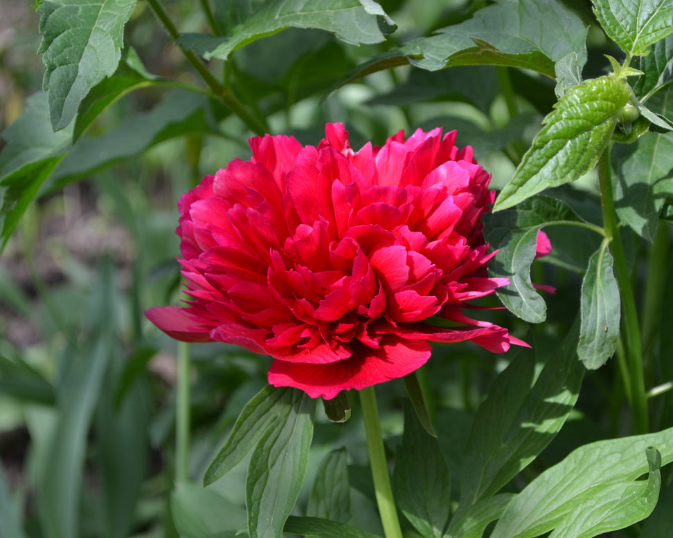 Paeonia 'Red Sarah Bernhardt'