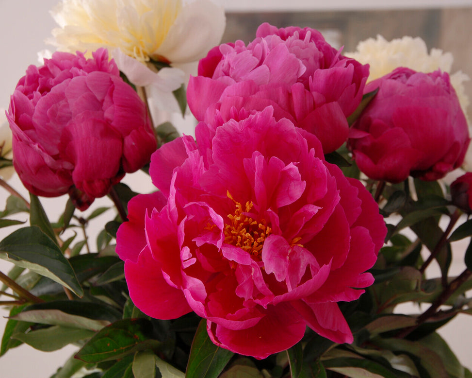 Paeonia 'Red Sarah Bernhardt'