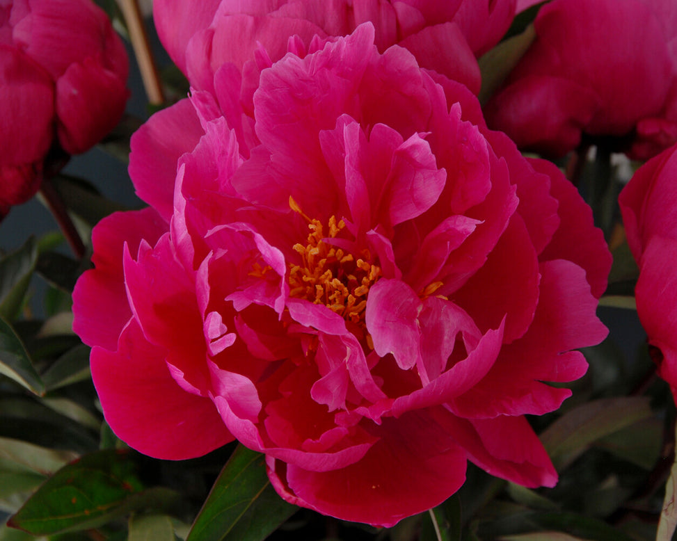 Paeonia 'Red Sarah Bernhardt'