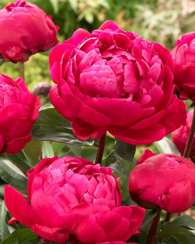 Paeonia 'Red Sarah Bernhardt'