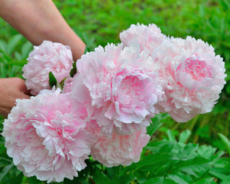 Paeonia 'Sarah Bernhardt'
