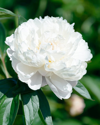 Paeonia 'Shirley Temple'