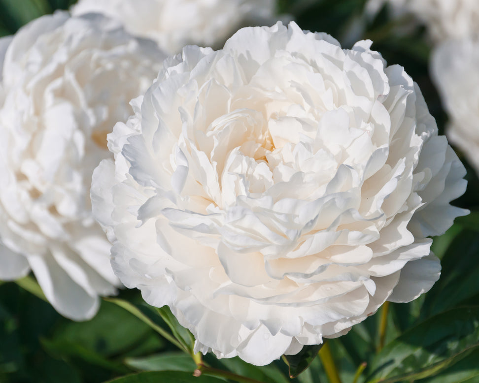 Paeonia 'Shirley Temple'