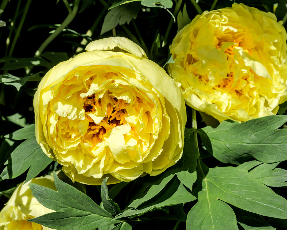 Paeonia 'Yellow Crown'