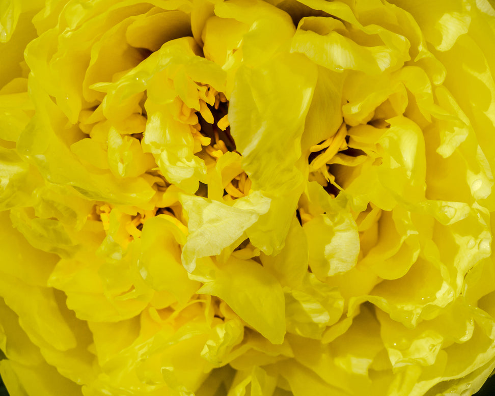 Paeonia 'Yellow Crown'