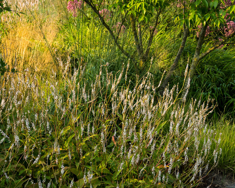 Persicaria 'Alba'