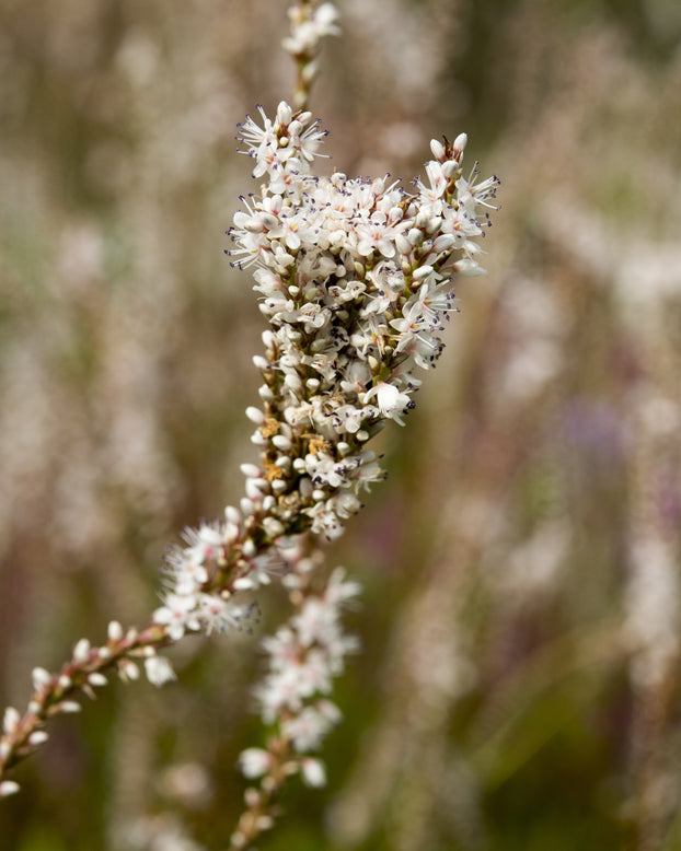Persicaria 'Alba'
