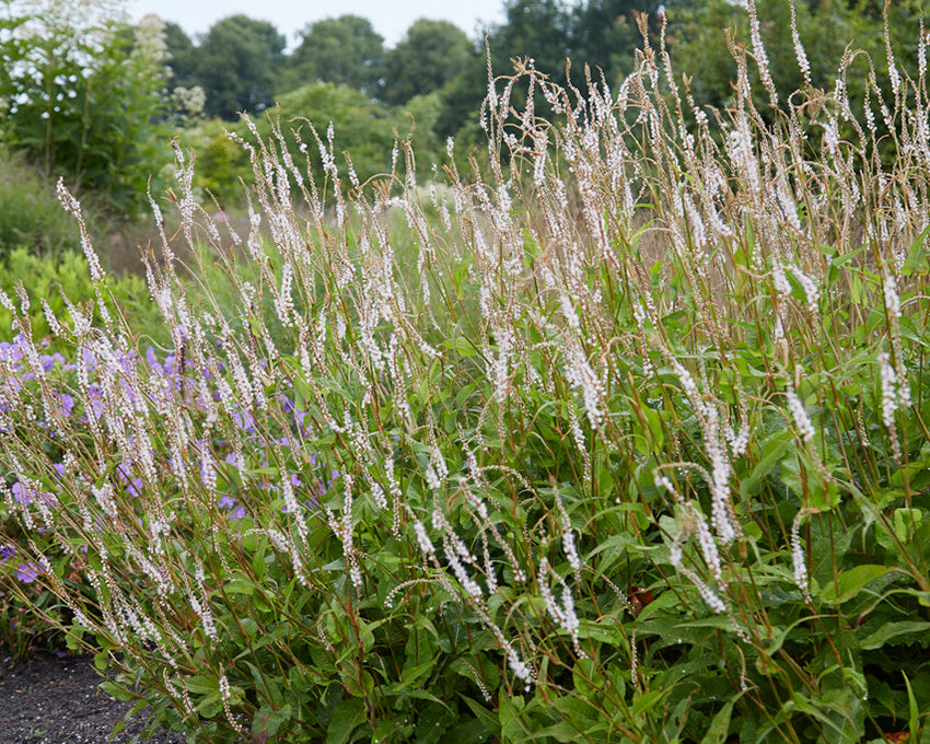 Persicaria 'Alba'