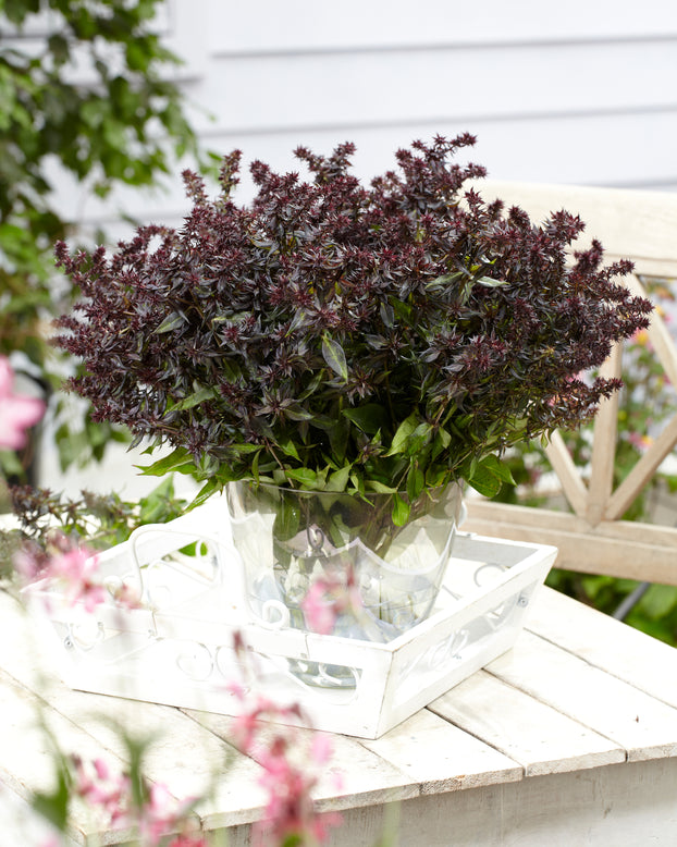 Phlox 'Blind Lion'