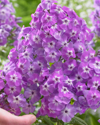 Phlox 'Goliath'