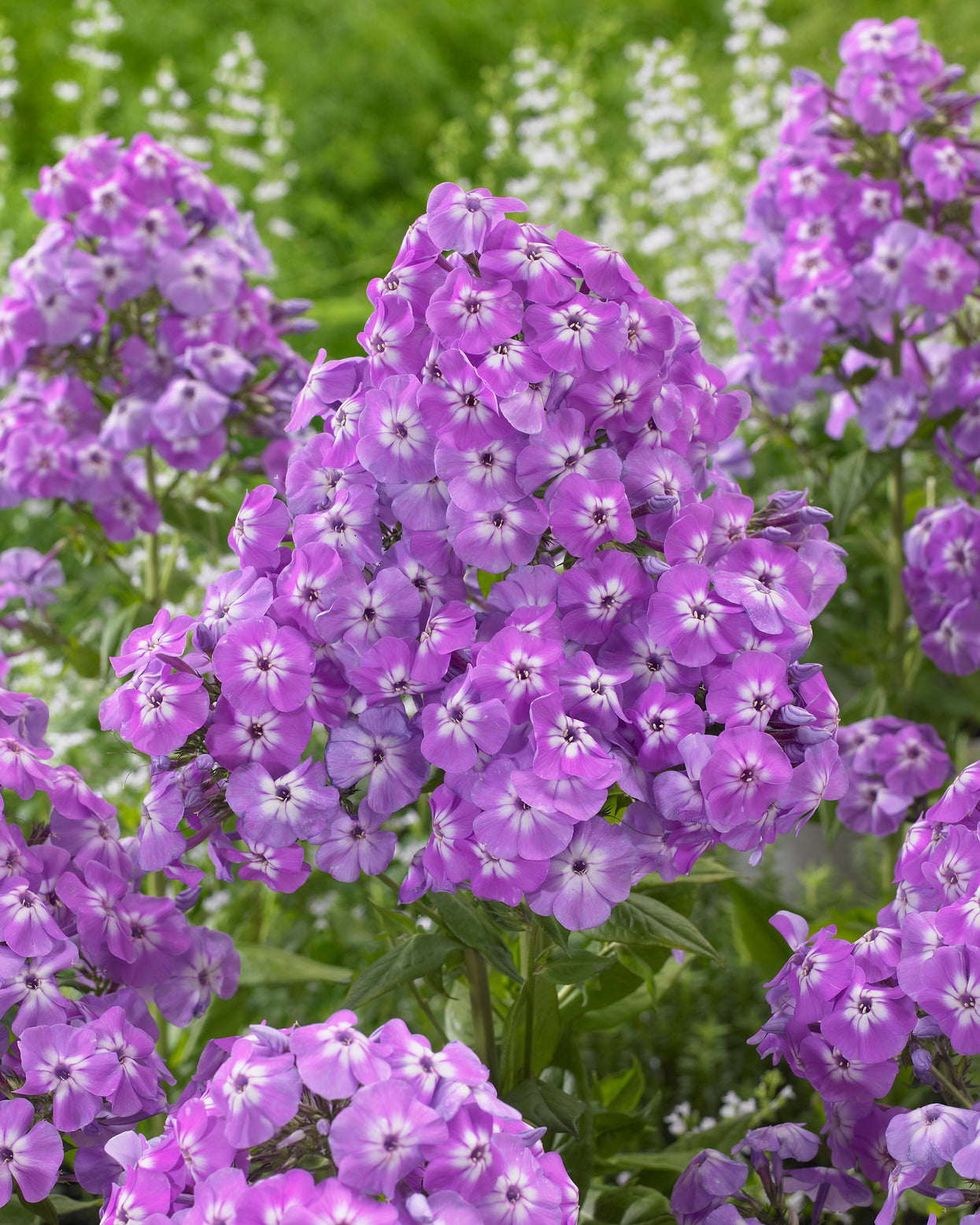 Phlox amplifolia 'Goliath' bare roots | Buy violet phlox online at ...