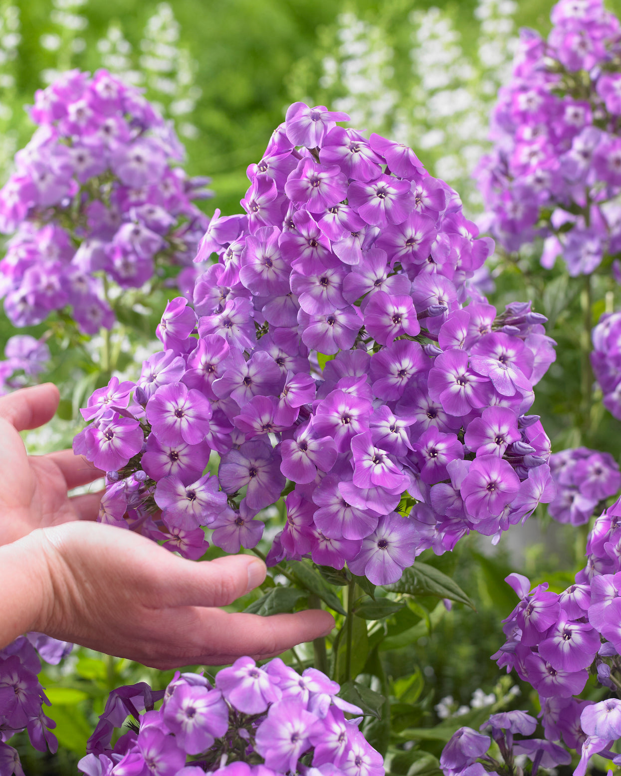Phlox amplifolia 'Goliath' bare roots | Buy violet phlox online at ...