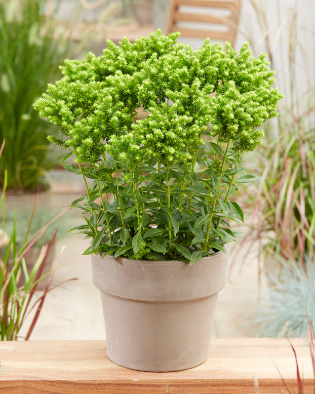 Phlox 'Green Lion'