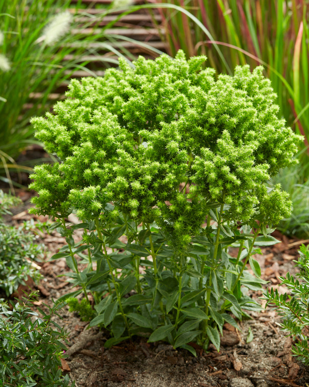 Phlox 'Green Lion'